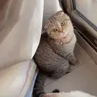 بندق و لوز