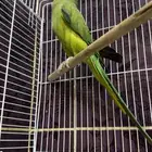طير دره للبيع