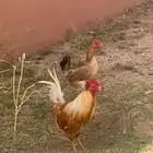 دجاجه وديك بلدي