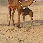 خلفه مصغر بكر جذعه حليبها علاج