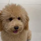 للبيع  بودل ميني بيور   ذكر