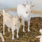 ماعز قزم