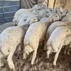 ذبايح نعيم حري تيوس سواكن