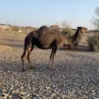 ناقة طيبة رباع  ما شاء الله ومشروطة من جميع النواحي