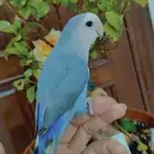 ببغاء الروز أليف جدا لعووب