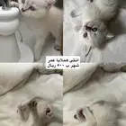 القريات - الفيصليه ( قطط للبيع)