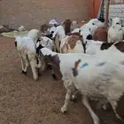 سواكني مرابي خمسه شهور العدد25