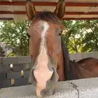خيل شعبي