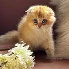 قطه سكوتش فولد