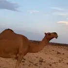 ناقه لقحه
