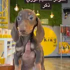 داشهاند ذكر بني