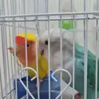 جوز روز