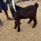 تيس عارضي