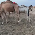 قعود عمره ثمانية اشهر تقريبا
