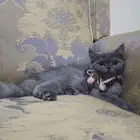 قطة قط كوتن للتبني