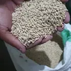 بذر شعير سداسي