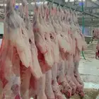 طليان ورخال حريات