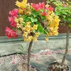 جهنميه اشجار جميع الاالوان اشجار جهنميه تايلندي وبلدي