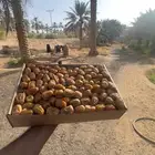 تمر سكري مفتل من مزارع ( القصيم )