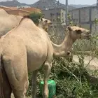 قعوده