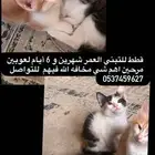 قطط للتبني الأحساء