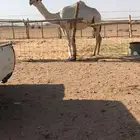 للبيع بكره كفو