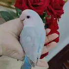 للبيع أجمل ببغاء الروز بلون مميز جدا جدا