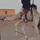 يوجد عسف للهجن