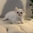 قط بيكي فيس