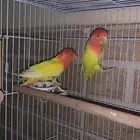 روز بلاين