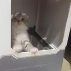 قط سكوتش فولد