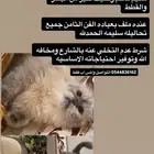تبني قط همالايا