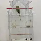 ببغاء دره صغير سن غير اليف