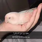 روز مفقود الاسكان بريده