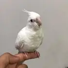 كروان ألبينو تربيه