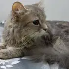 قطوه للتبني