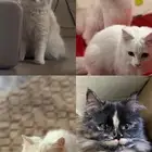 قطط للتبني