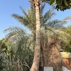 للبيع نخيل هلالي وجوز هند