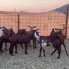 جفار جذعات دهم صنف بالفحل