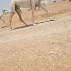 صعود وعشاير ولقحات.