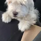 ShitZu breed