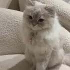 تبني قطتين