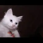 قط للبيع   كيتن للبيع