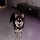 هاسكي للتبني