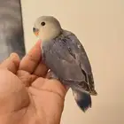 فروخ روز من انتاجي ومحجله