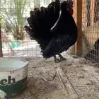 ديك حباحب