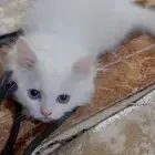 قطه مع عيالها للبيع