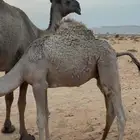 قعدان على حليب