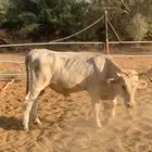 عجل سويسري ابيض ذبيحه شقراء
