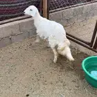 رخل ذبيحه جمب وضهر وشحم